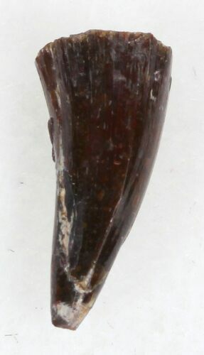 Eryops Tooth From Oklahoma - Giant Permian Amphibian #33543